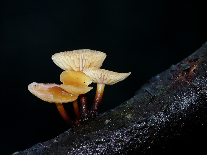 Flammulina velutipes